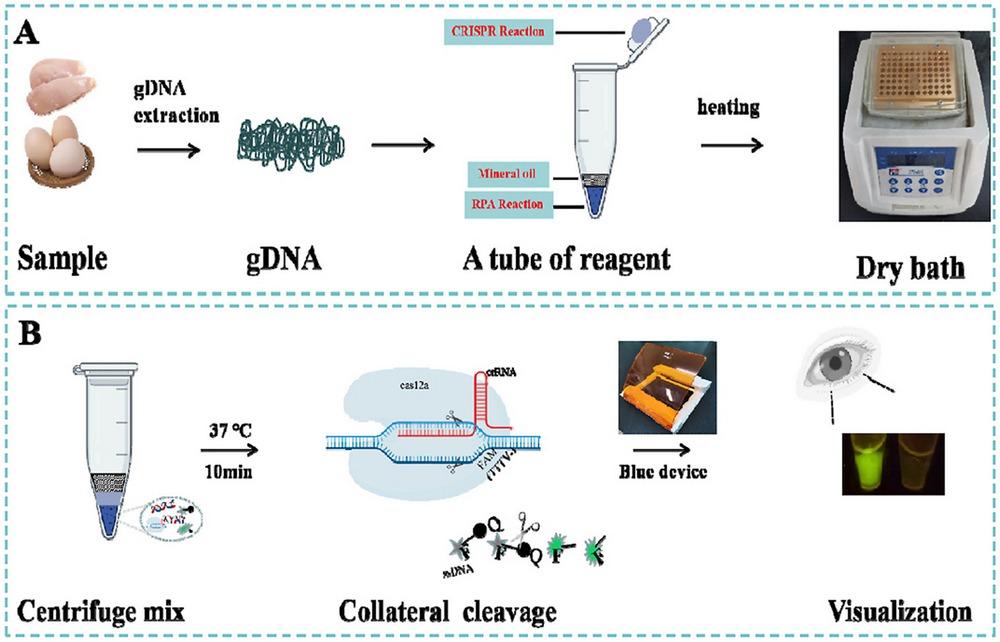 China - Salmonella: Detección rápida y fácil en matrices alimentarias mediante RPA-CRISPR/Cas12a - Image 1