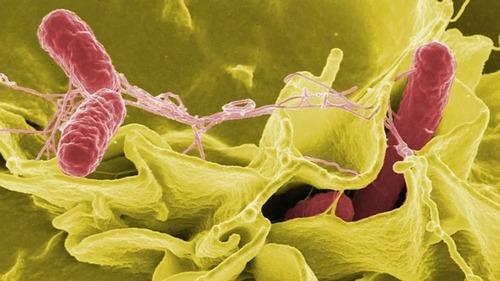 EE.UU. - Tecnología para mejorar la detección de Salmonella de alto riesgo - Image 1