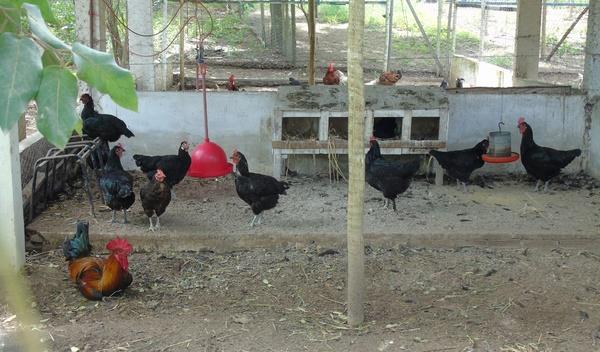 Brasil - Una universidad se compromete a no utilizar jaulas en aves - Image 2