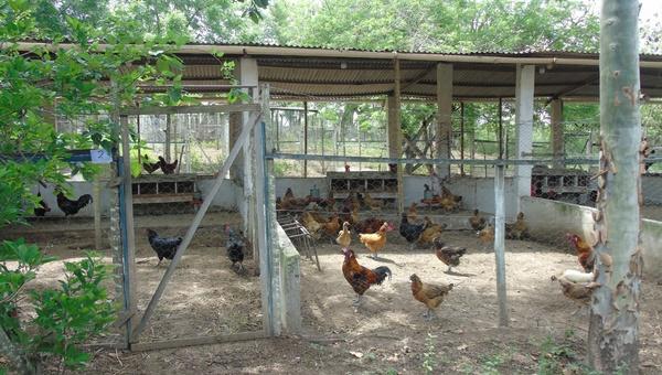 Brasil - Una universidad se compromete a no utilizar jaulas en aves - Image 1
