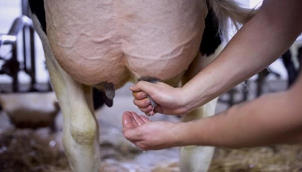 Un nuevo tipo de mastitis va en aumento en los sistemas estabulados - Image 1