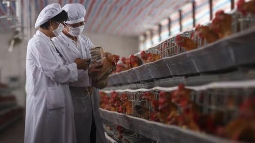 Gripe aviar:  Ante el brote global ¿Cuál es el rol de la vacunación? - Image 1