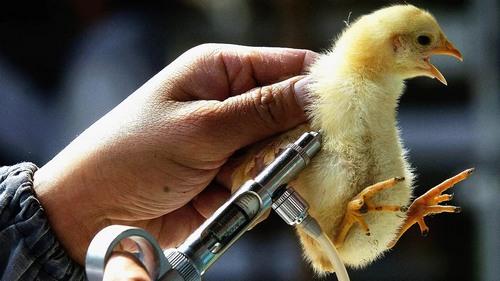 Gripe aviar:  Ante el brote global ¿Cuál es el rol de la vacunación? - Image 4