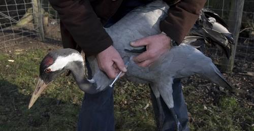 Gripe aviar:  Ante el brote global ¿Cuál es el rol de la vacunación? - Image 7