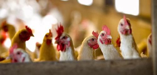 Gripe aviar:  Ante el brote global ¿Cuál es el rol de la vacunación? - Image 2