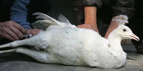 Gripe aviar:  Ante el brote global ¿Cuál es el rol de la vacunación? - Image 3