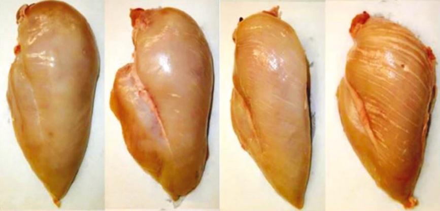 EE.UU. - Alta tecnología para detectar defectos en la pechuga de pollo - Image 1