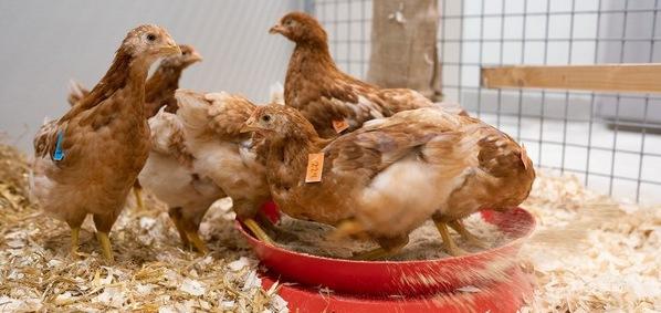 Paises Bajos - Dos vacunas eficaces contra la gripe aviar - Image 1