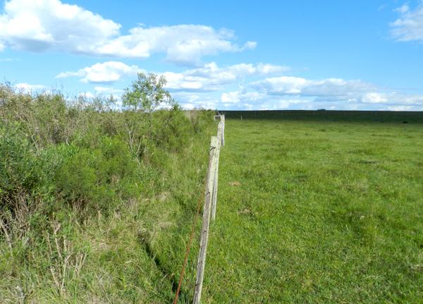 Pastorear los pastizales del Río de la Plata conserva el carbono del suelo - Image 1