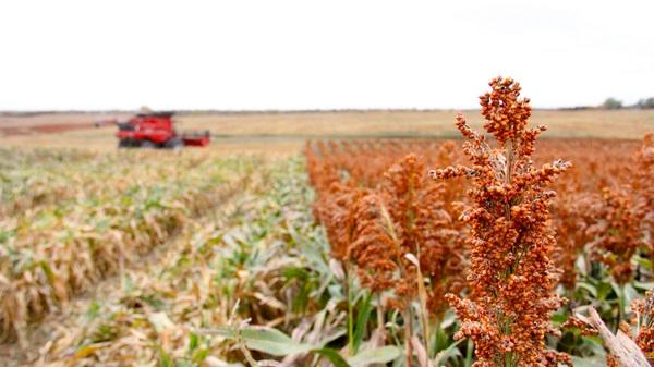 El Sorgo en la Nutrición Animal: Encuesta de la Universidad Estatal de Kansas - Image 1