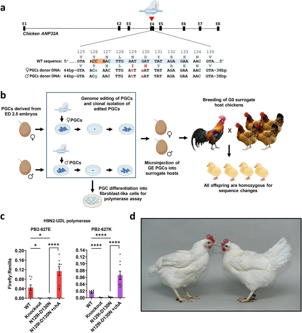 Reino Unido - Pollos modificados genéticamente en la lucha contra la gripe aviar - Image 1