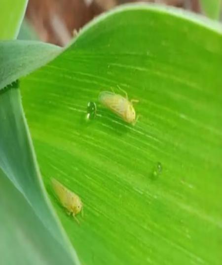 Chicharrita del maíz: Como afecta al cultivo y qué enseñanzas deja a futuro - Image 1