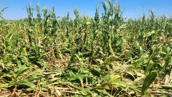 Chicharrita del maíz: Como afecta al cultivo y qué enseñanzas deja a futuro - Image 2