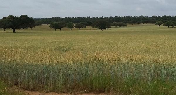 España - Cerdo Ibérico: Mejoran calidad de la carne con piensos biofortificados agronómicamente con selenio - Image 3