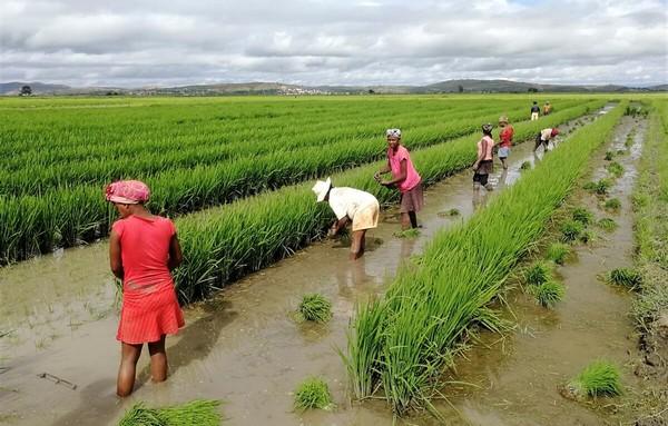 Informe OCDE-FAO 2024: Economías emergentes seguirán impulsando los mercados agrícolas - Image 1