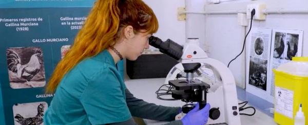 España - Salvaguardando el futuro: Banco de Germoplasma de la Gallina Murciana - Image 1