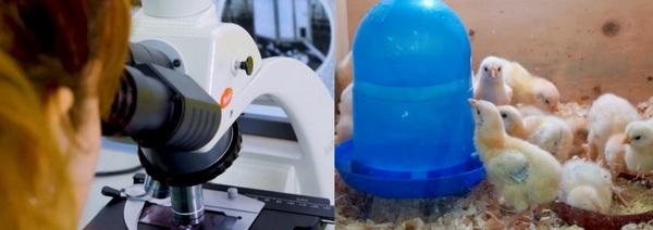 España - Salvaguardando el futuro: Banco de Germoplasma de la Gallina Murciana - Image 4
