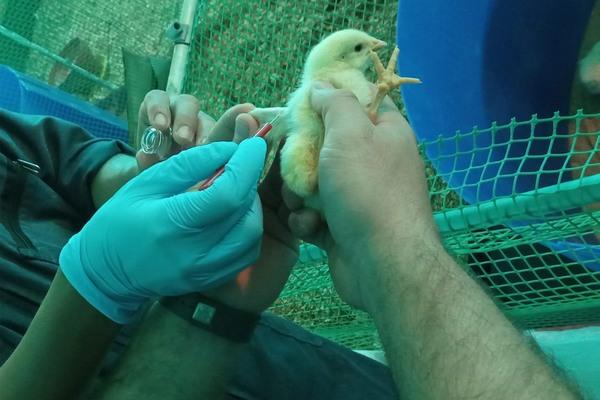 Propóleo: solución natural que sustituye antibióticos y potencia nutrición en pollos de engorde - Image 3