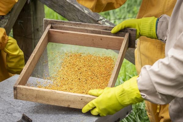 Propóleo: solución natural que sustituye antibióticos y potencia nutrición en pollos de engorde - Image 1
