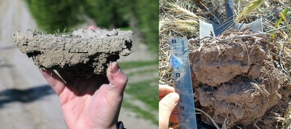 Argentina - Intensificación agrícola: Cómo mejorar los suelos con más cultivos - Image 1