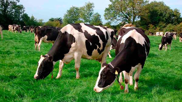Tambo: la vaca como parte del sistema - Image 1