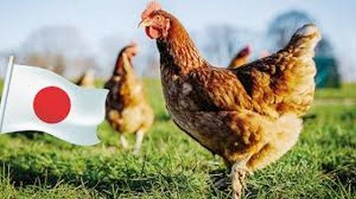 Colombia - Avanza la exportación de carne de pollo a Japón: Levantan restricción sanitaria - Image 1