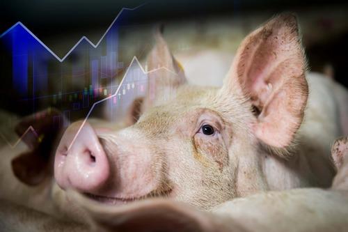 España - Todo listo para la 9ª gala de los Premios Porc d’Or Ibérico - Image 2