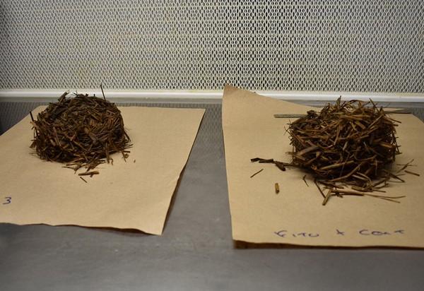 Colombia - Poderosa alianza entre microorganismos eliminaría desechos del arroz - Image 3