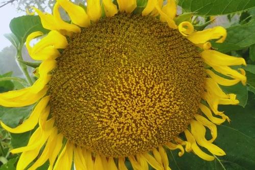 Argentina - Desarrollan el primer modelo de inteligencia artificial para monitorear el girasol - Image 1