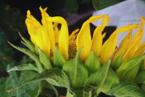 Argentina - Desarrollan el primer modelo de inteligencia artificial para monitorear el girasol - Image 2