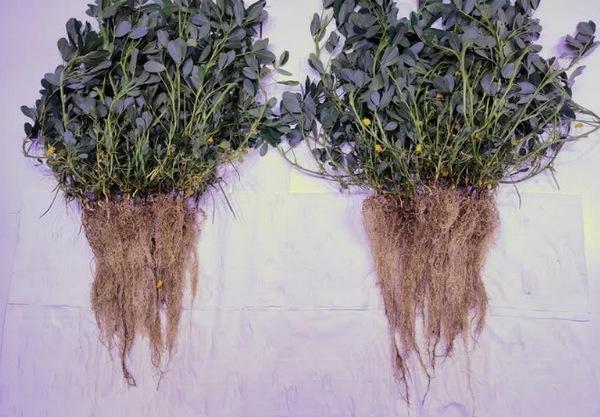 Argentina - Presentan nueva generación de inoculantes para maní - Image 1
