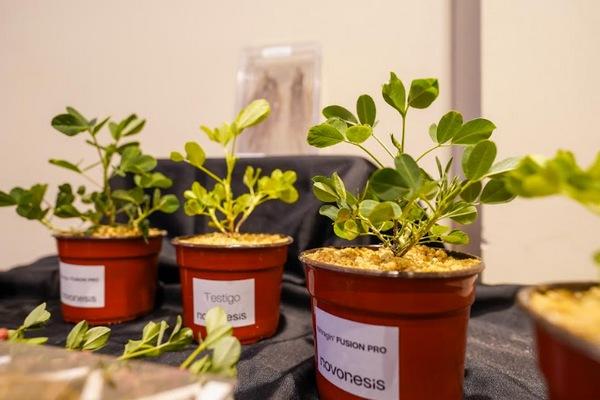 Argentina - Presentan nueva generación de inoculantes para maní - Image 2
