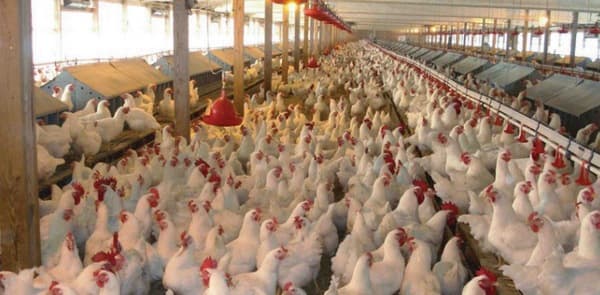 Argentina - El consumo de huevos per cápita alcanza un récord histórico - Image 1
