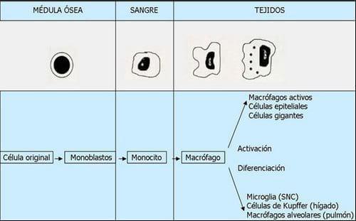 Neuroinmunoendocrinologia del estrés, Sistema Nervioso y Sistema Inmune (Partes I y II) - Image 9