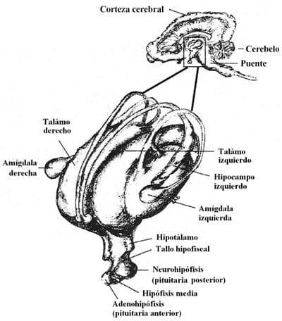 Neuroinmunoendocrinologia del estrés, Sistema Nervioso y Sistema Inmune (Partes I y II) - Image 2