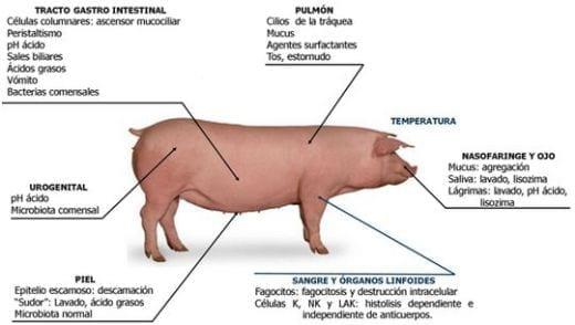 Neuroinmunoendocrinologia del estrés, Sistema Nervioso y Sistema Inmune (Partes I y II) - Image 7