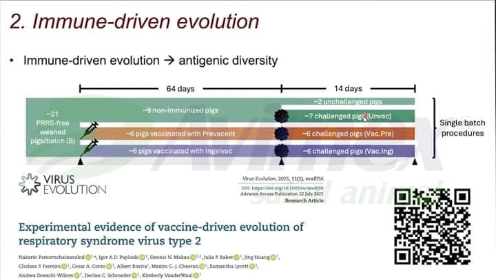 PRRS: ¿puede la inmunidad acelerar la evolución del virus?