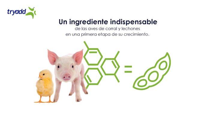 Proteína de Alta Digestibilidad: ALPHASOY