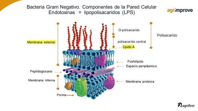 Endotoxinas: Componentes importantes 