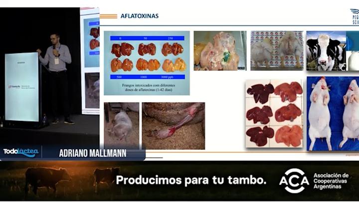 Impacto de las principales micotoxinas en animales de producción, con énfasis en bovinos lecheros