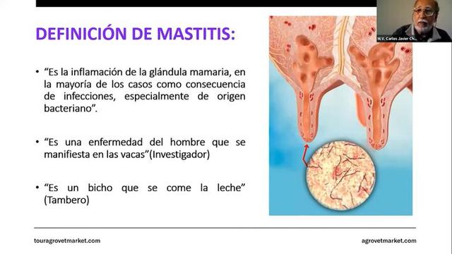 ¿Qué es la Mastitis Bovina?: 3 Definiciones 