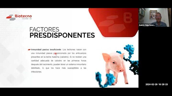 Diarreas neonatales porcinas: Factores predisponentes 