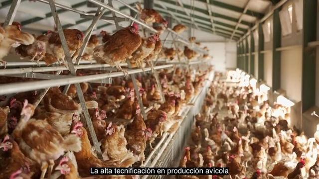 Estrés calórico en las aves: Manejo y complemento nutricional