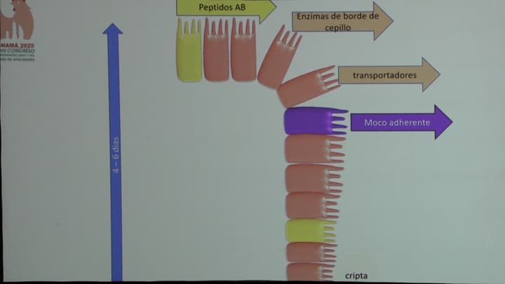 Células Intestinales y Salud Nutricional: Rol de Enterocitos y Fitobióticos
