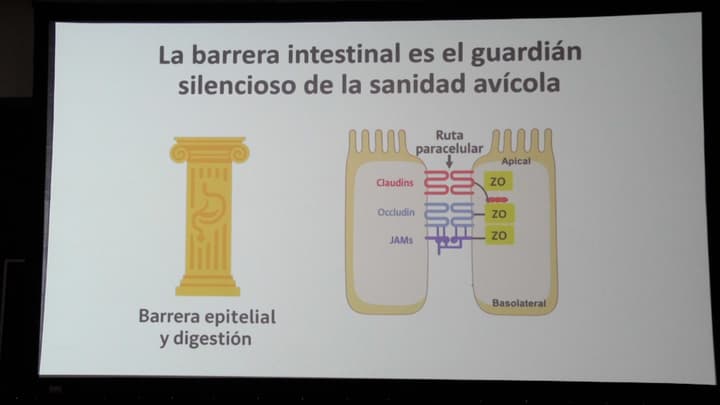 Barrera intestinal y permeabilidad: claves para la salud y el rendimiento animal