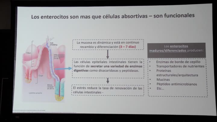 Desarrollo y renovación intestinal: base para una óptima salud digestiva