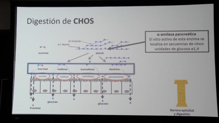 Inflamación intestinal y microbiota: un equilibrio clave para la salud digestiva