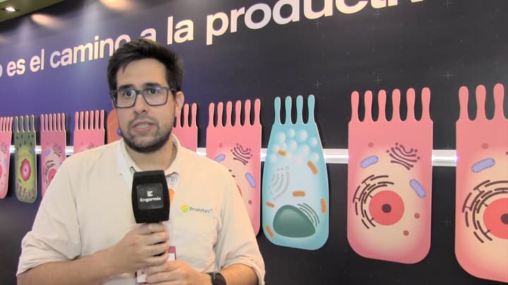 Cómo Proteger la Barrera Intestinal para Mejorar la Sanidad Avícola