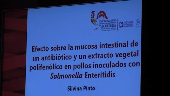 Extracto vegetal, alternativa al uso de Antibióticos: Silvina Pinto