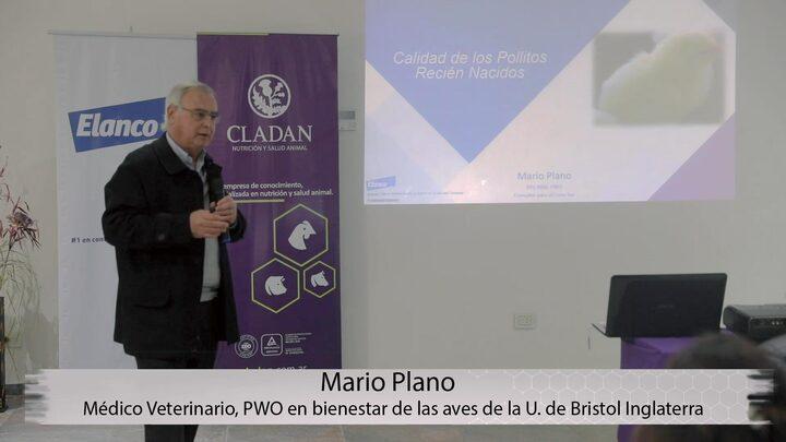 Calidad de pollitos recién nacidos: Mario Plano